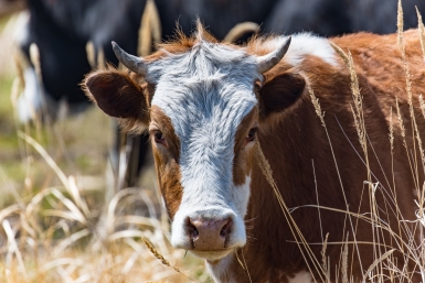 Фермеры в якутской Арктике могут остаться без сена для скота и лошадей Илья Аверьянов, ИА PrimaMedia