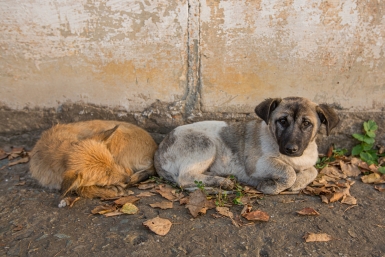 Массовое отравление собак со щенками проверяет полиция Новороссийска
