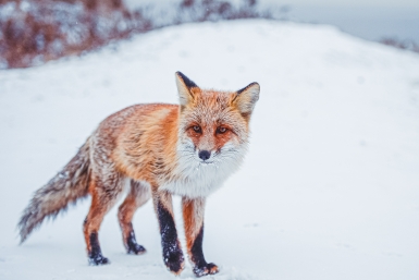 Лиса с "аппетитом": дикого зверя заметили в элитном посёлке под Омском