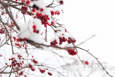 Новость дня