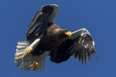 Белоплечего орлана защитят в Хабаровском крае