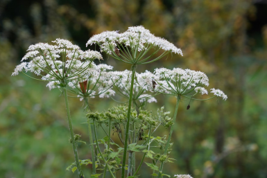 С 2026 года дачников начнут штрафовать за борщевик: сумма — 50 тысяч рублей