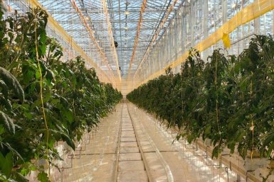 Новость дня