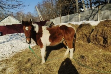 Новость дня