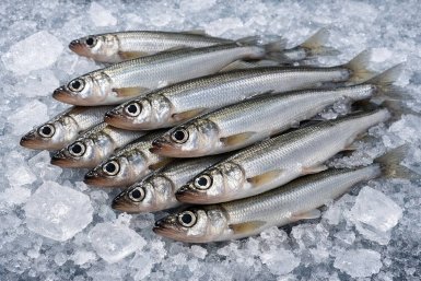 Фотоконкурс "Корюшка, я люблю тебя!" проводит MagadanMedia в Telegram