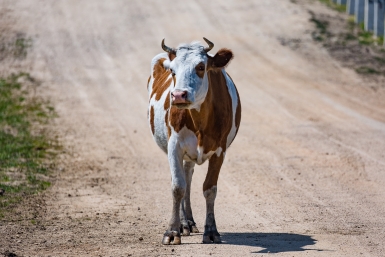 Новость дня