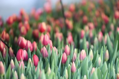 Тюльпаны администрация Иркутска