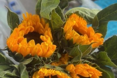 Почти 1,6 тысячи китайских подсолнухов уничтожат в Приморье из-за вредного насекомого