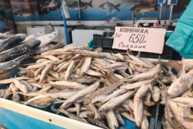 Владивосток: сезон корюшки и наваги в разгаре, но рыбы мало, а цены кусаются