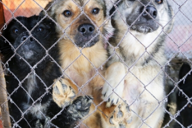 Новость дня