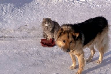 Дружок и Маня: трогательная история кошки и собаки из Иркутска покорила соцсети