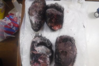 Лапы гималайского медведя обнаружили сахалинские таможенники на морском судне из Кореи пресс-служба сахалинской таможни