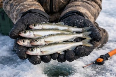 Фотоконкурс &quotКорюшка, я люблю тебя!&quot Chat GPT