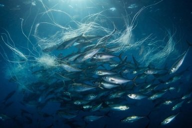 Новость дня