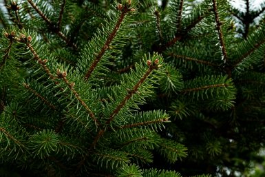 Новость дня