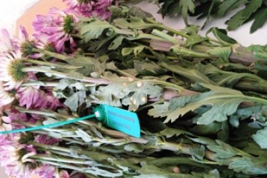 Новость дня