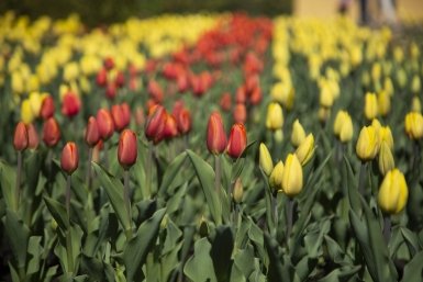 На клумбы Уссурийска этой весной высадят больше 20 тысяч цветов