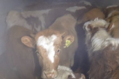 Бычки Россельхознадзор