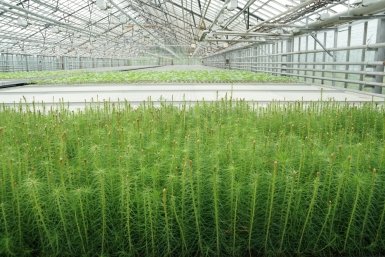 Новость дня