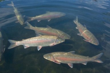 Новость дня