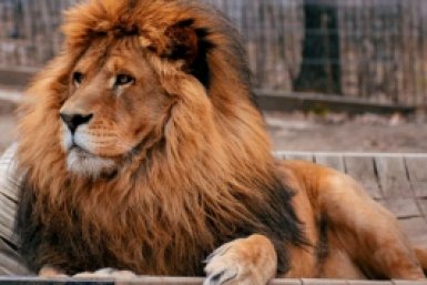 5969194.jpg?6d84aefc1b4ab40362c17929bc57142f