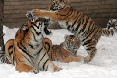 Новость дня