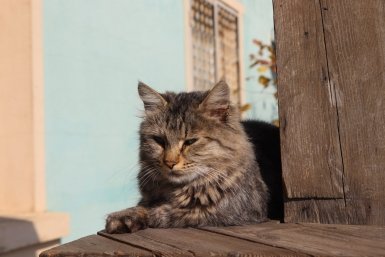 Кот, кошка, домашние животные, бездомные животные Александр Шепырев, ИА UssurMedia