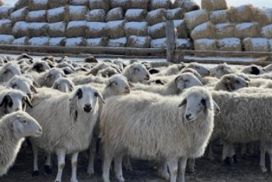 Новость дня