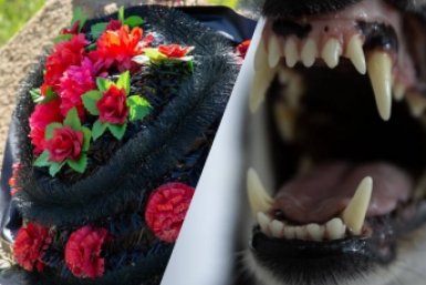 Год без дочери: что изменилось после смертельного нападения собак на 9-летнюю девочку ИА Stavropol.Media