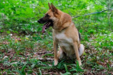 Собака Евгений Кулешов, ИА PrimaMedia.ru