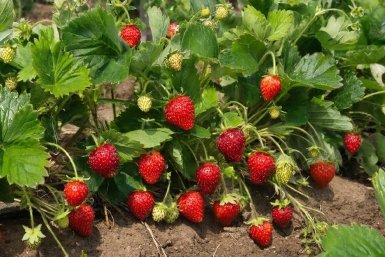 Сыплю на клубнику овсянку в марте — ягоды с кулак, словно конфетки. Дешевле способа не найти