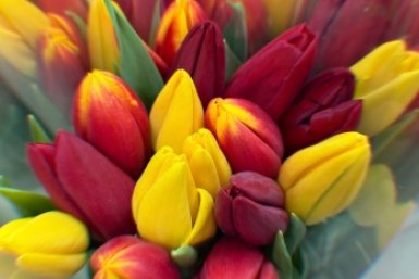 Тюльпаны ИА MagadanMedia