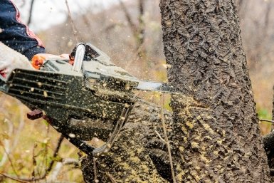 Новость дня