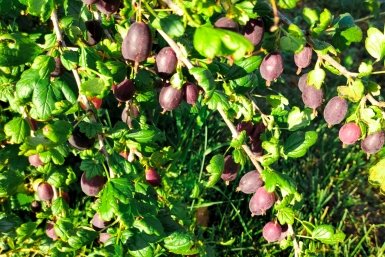 Крыжовник Автора