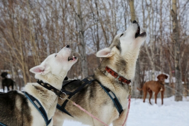Новость дня