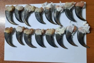 Когти медведя сайт Дальневосточного таможенного управления