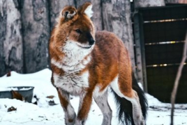 Новость дня