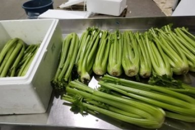 Сельдерей Управления Россельхознадзора по Забайкалью