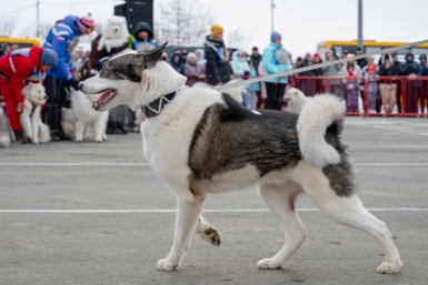 Магаданцев-владельцев собак северных пород приглашают к участию в выставке Источник