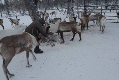 Поголовье оленей в Якутии выросло на 14 тысяч за шесть лет тг-канал (18+) Минприроды Забайкалья