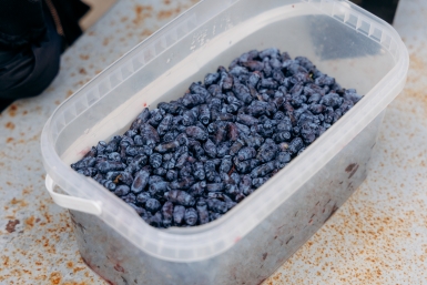 Жимолость, рынок, продажа, ягода, сбор Евгений  Кулешов, ИА PrimaMedia