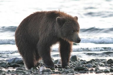 В Сочи проснувшийся медведь устроил погоню за туристом Игорь Чёрный