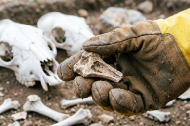 Кости доисторических гигантов на Кубани могут исчезнуть за три года Сгенерировано при помощи qwen.ai