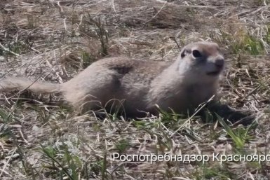. пресс-служба управления Роспотребнадзора по Красноярскому краю
