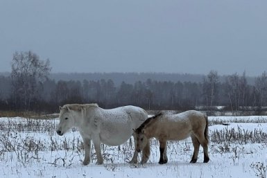 Якутская лошадь YakutiaMedia