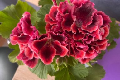 Секрет пышной герани: 400 г под корень, и даже чахлый цветок воскреснет