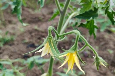 Не сорт, а бешеный конвейер: вяжет по 150 томатов на каждой ветке - хоть в теплицу, хоть в открытый грунт