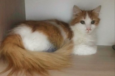 Настоящие аристократы: воспитанные мурлыки ищут дом в Севастополе