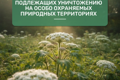 Утвержден перечень из растений, подлежащих уничтожению на ООПТ Источник