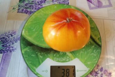 Сахаристый, мясистый, красивый: огородники назвали этот сорт томатов фаворитом — плоды по 400 г